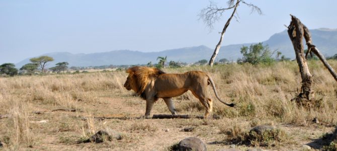 Safari w Tanzanii cz.3 Park Serengeti