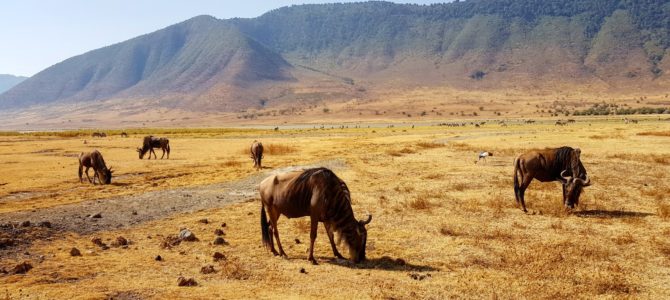Safari w Tanzanii cz.4 – Ngorongoro